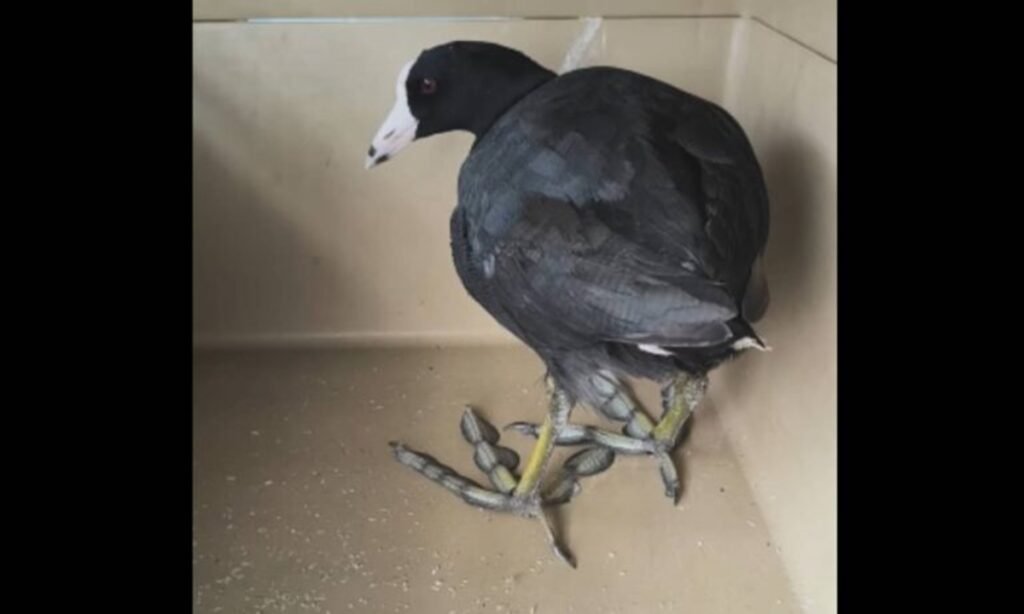 Rescataron y liberaron ave silvestre en Maracaibo