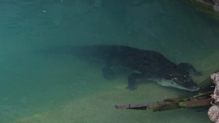 Captaron un enorme cocodrilo en el Río Bravo, el punto limítrofe entre México y Estados Unidos