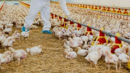 China y la Unión Europea suspenden importaciones de pollo desde país sudamericano tras brote de gripe aviar