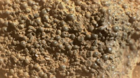 Rover Perseverance fotografía en Marte pequeñas esferas en una roca parecidas a huevos de insectos: cómo se formaron