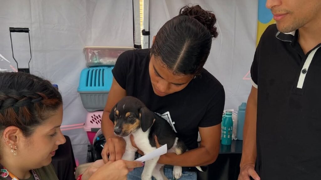 Refugio de canino en Caracas busca nueva sede tras brutal agresión sexual contra una voluntaria