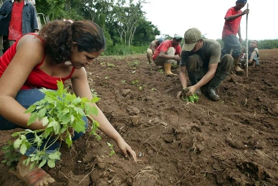 El mejor ocumo se cosecha en Delta Amacuro