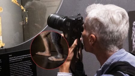 Así se vio por primera vez la exposición de los fragmentos de un ancestro humano de más de 3 millones de años en un museo europeo