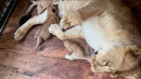 Nacieron tres cachorros de león en el Zoológico Chorros de Milla de Mérida